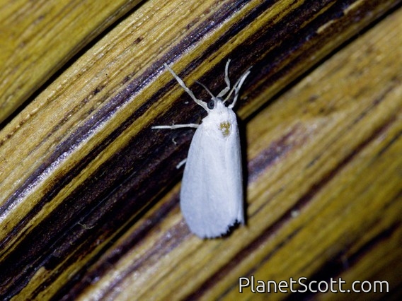 Lichen Moth (Euthyone sp)
