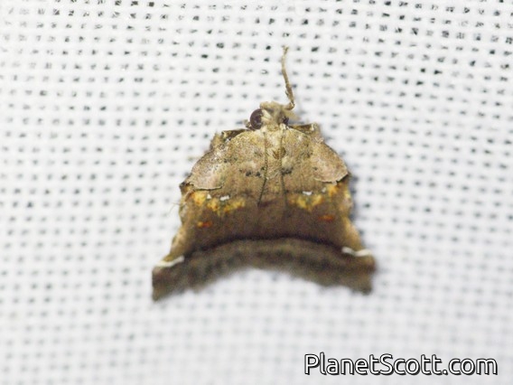 Scaly-legged Pyralid Snout Moth (Chrysauginae sp)