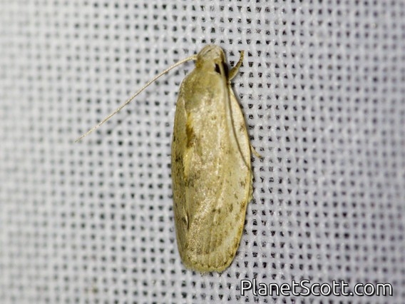 Erebid Moth (Erebidae sp)
