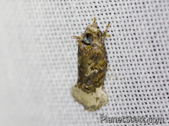 Tortricid Leafroller Moth (Tortricidae sp)