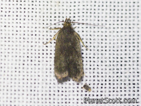 Curved-horn Moth (Gelechioidea sp)