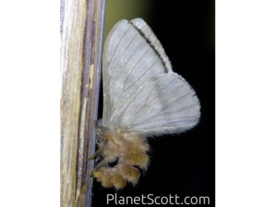 Emperor Moth (Hylesia sp)