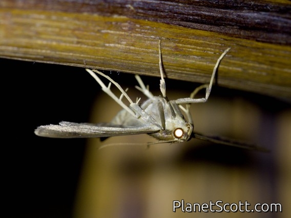 Geometer Moth (Geometridae sp)