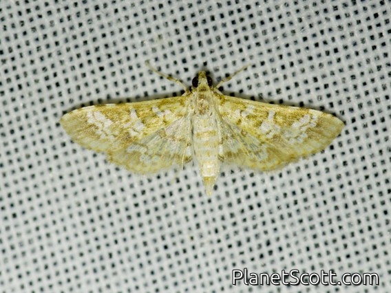 Crambid Snout Moth (Samea sp)