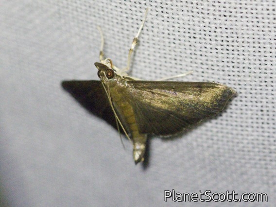Crambid Snout Moth (Crambidae sp)