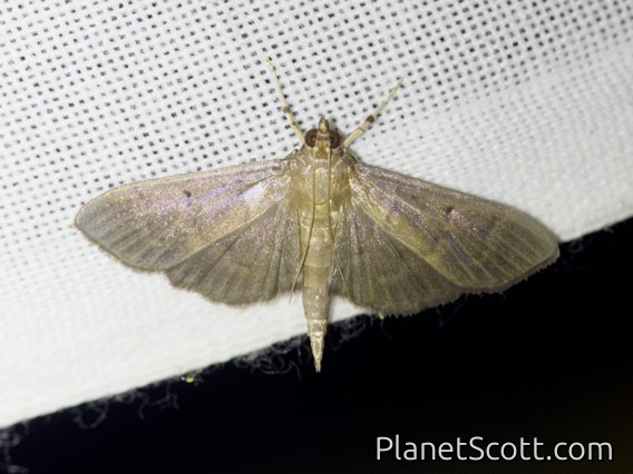 Crambid Snout Moth (Crambidae sp)