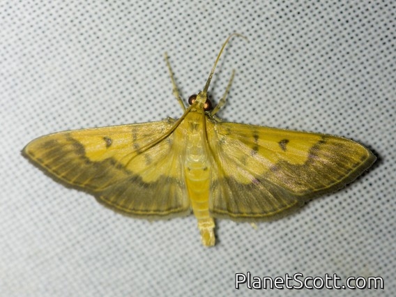 Pearl Moth (Syllepte sp)