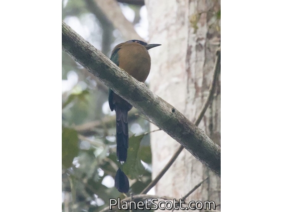 Amazonian Motmot (Momotus momota)