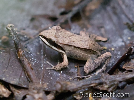 Madre de Dios Thin-toed Frog (Leptodactylus didymus)