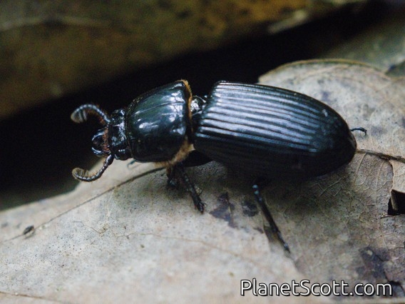 Bess Beetle (Passalus sp)