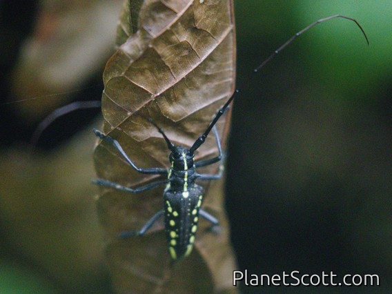 Flat-faced Longhorn Beetle (Taeniotes orbignyi)