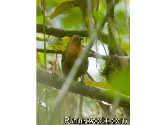 Musician Wren (Cyphorhinus arada)
