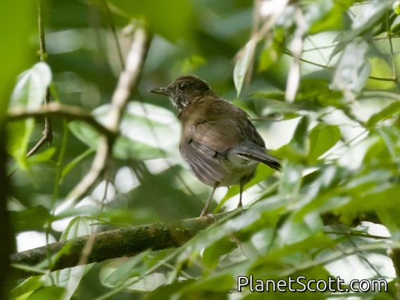 Ringed Antpipit (Corythopis torquatus)