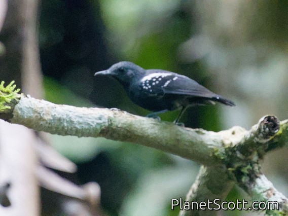 White-flanked Antwren (Myrmotherula axillaris)