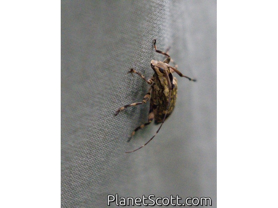 Flat-faced Longhorn Beetle (Colobothea sp)