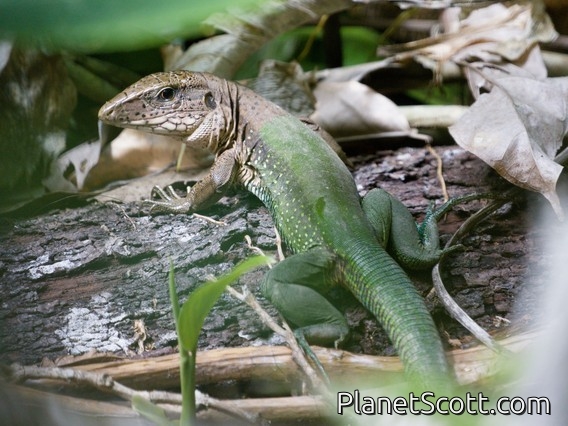 Giant Ameiva (Ameiva ameiva)