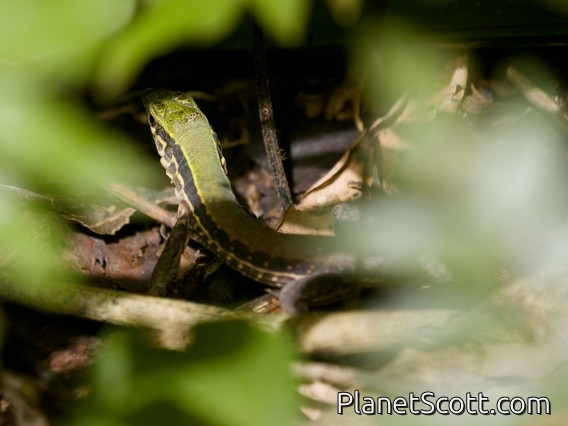 Cocha Whiptail (Kentropyx altamazonica)
