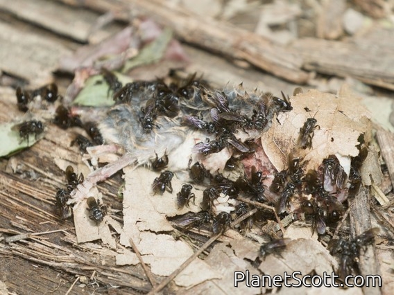 Stingless Bee (Meliponini sp)