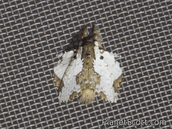 Lappet Moth (Euglyphis braganza)