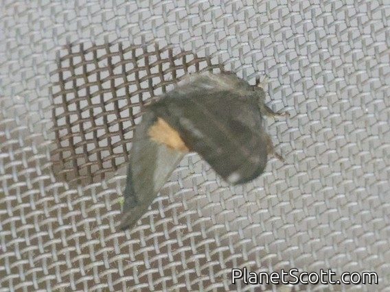 Erebid Moth (Erebidae sp)