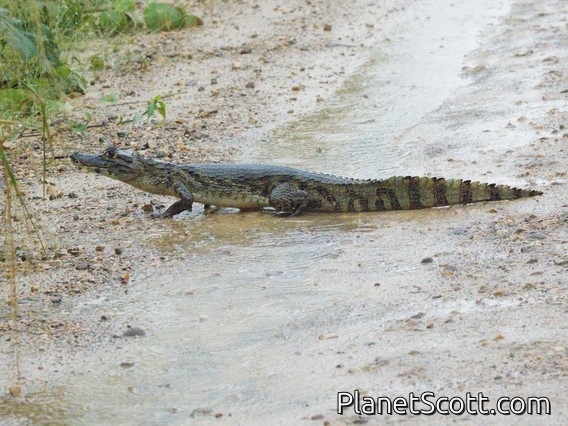 Yacare Caiman (Caiman yacare)