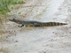 Yacare Caiman (Caiman yacare)