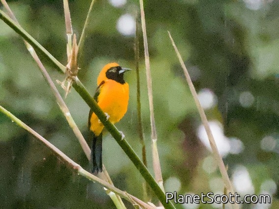 Orange-backed Troupial (Icterus croconotus)