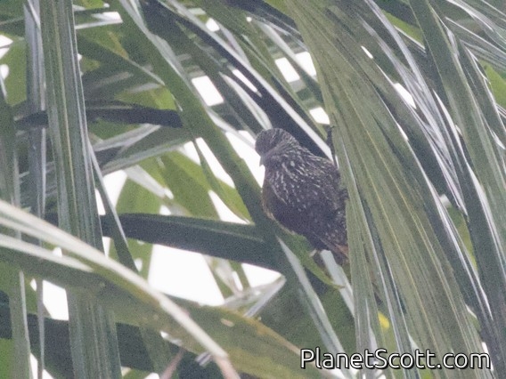 Point-tailed Palmcreeper (Berlepschia rikeri)
