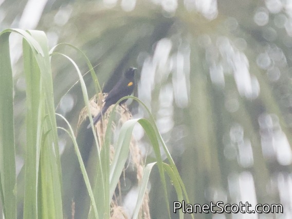 Epaulet Oriole (Icterus cayanensis)