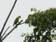 White-bellied Parrot (Pionites leucogaster)