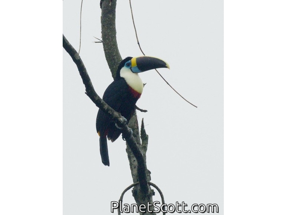 Channel-billed Toucan (Ramphastos vitellinus)