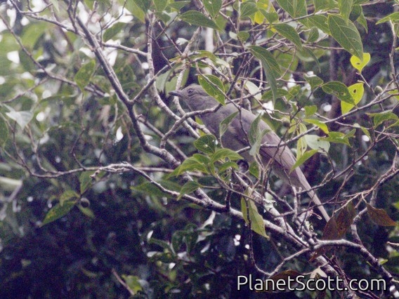 Screaming Piha (Lipaugus vociferans)
