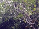 Screaming Piha (Lipaugus vociferans)