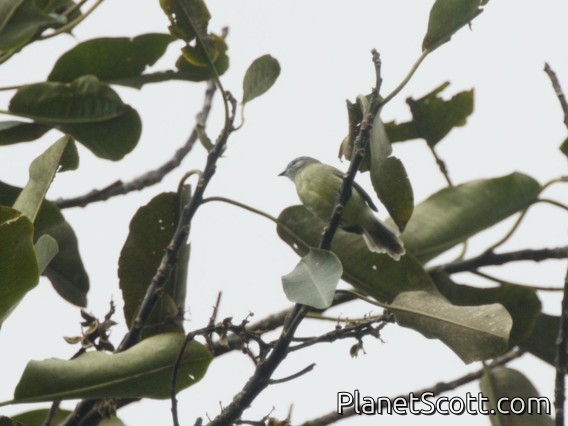 Yungas Tyrannulet (Phyllomyias weedeni)