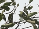 Yungas Tyrannulet (Phyllomyias weedeni)