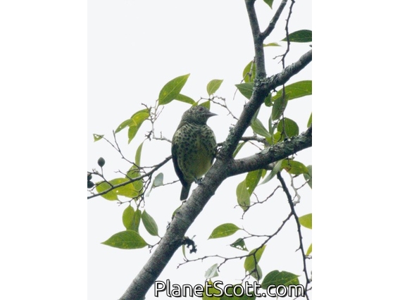 Sharpbill (Oxyruncus cristatus)