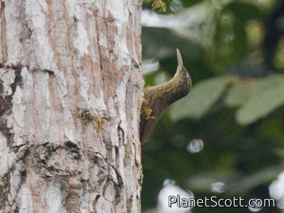 Elegant Woodcreeper (Xiphorhynchus elegans)