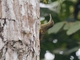 Elegant Woodcreeper (Xiphorhynchus elegans)
