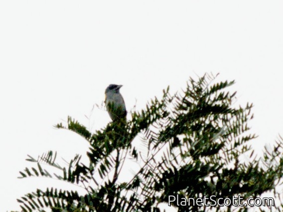 Yellow-shouldered Grosbeak (Parkerthraustes humeralis)