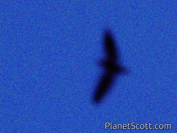 Short-tailed Nighthawk (Lurocalis semitorquatus)