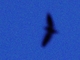 Short-tailed Nighthawk (Lurocalis semitorquatus)