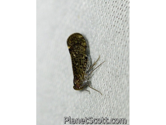 Lantern Fly (Fulgoridae sp)