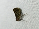 Lantern Fly (Fulgoridae sp)