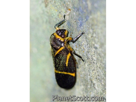 Lantern Fly (Fulgoridae sp)