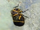 Lantern Fly (Fulgoridae sp)
