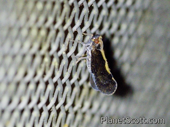 Cixiid Planthopper (Cixiinae sp)