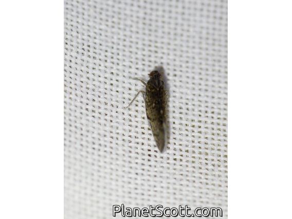 Cixiid Planthopper (Cixiinae sp)