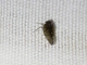 Leafhopper (Cicadellidae sp)