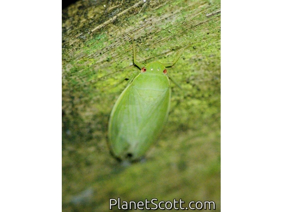 Plant Bug (Rhopalidae sp)