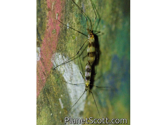 Limoniid Crane Fly (Teucholabis sp)